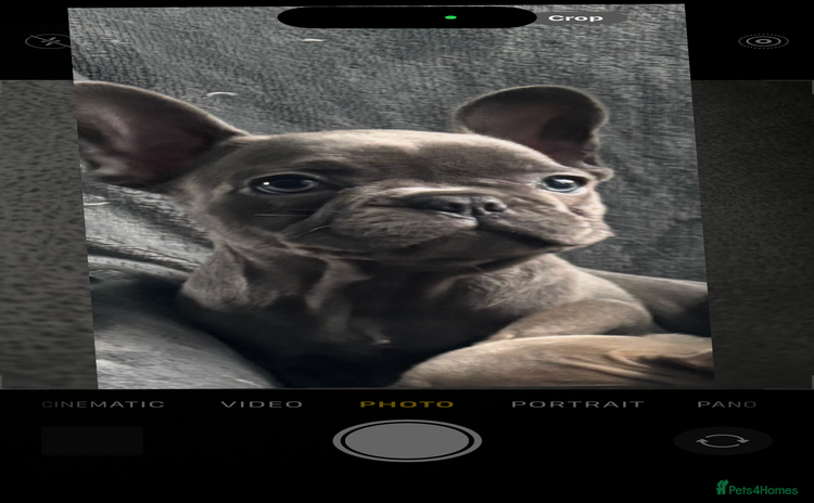 French Bulldog dogs - Advert 5