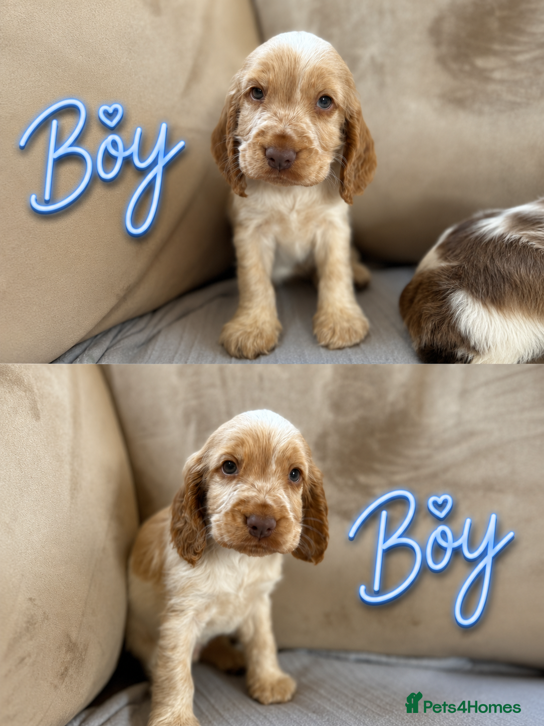 Cocker Spaniel dogs Beautiful Show-Type Cocker Spaniel Puppies - Advert 2
