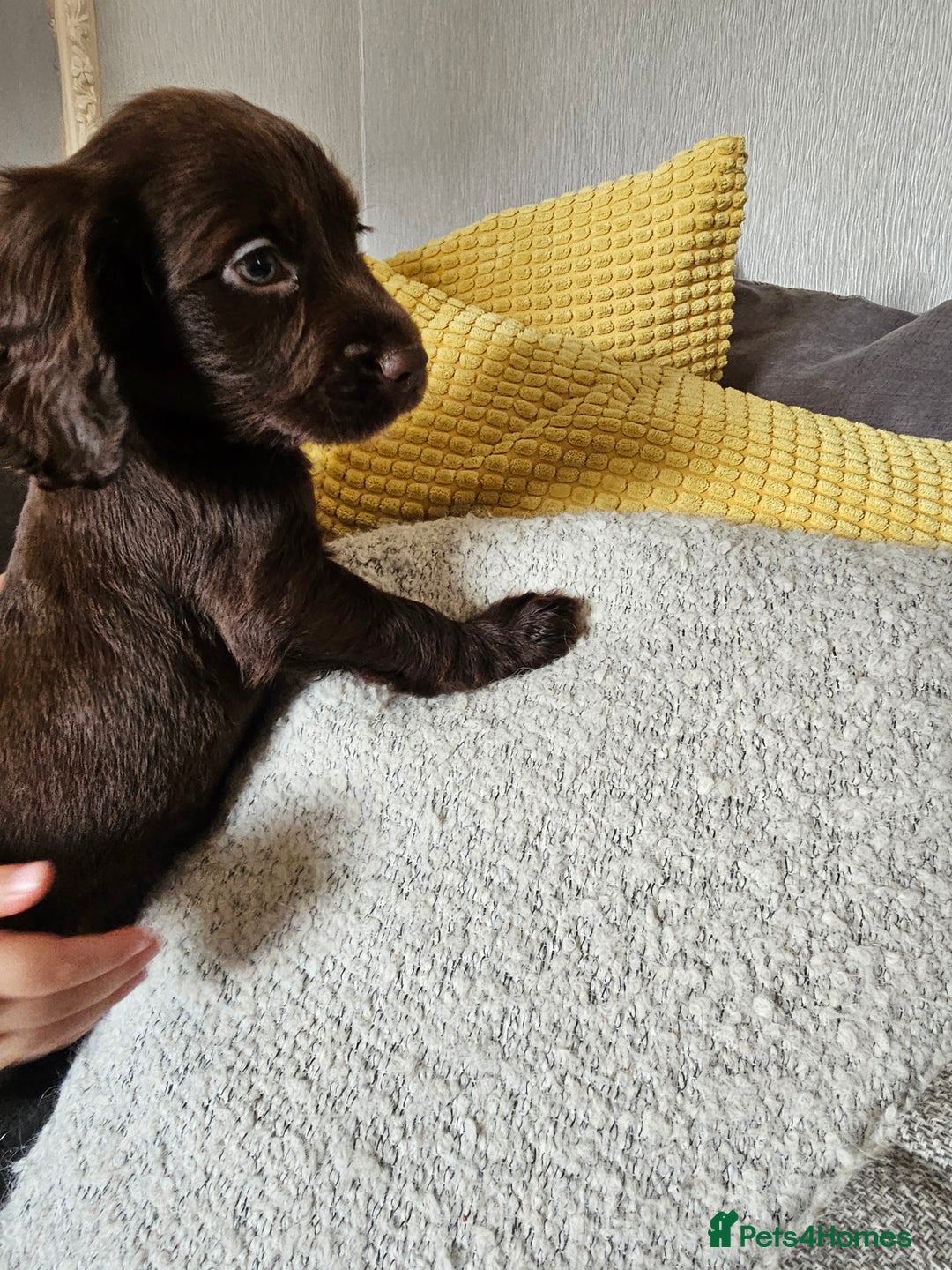 Cocker Spaniel dogs for sale: Gorgeous Cocker Spaniel now 8 weeks old - Image 5