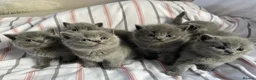 British Shorthair cats for sale: British blue shorthair x British blue long hair  - Advert 4