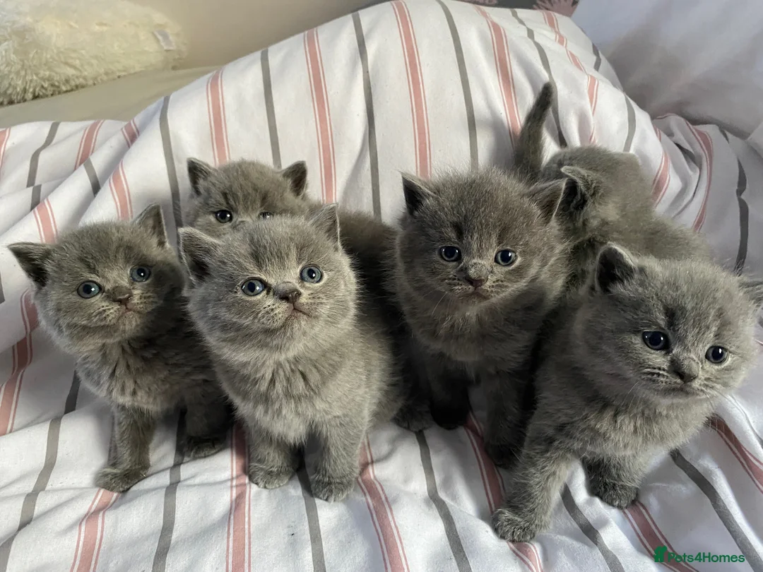 British Shorthair cats for sale: British blue shorthair x British blue long hair  - Advert 4