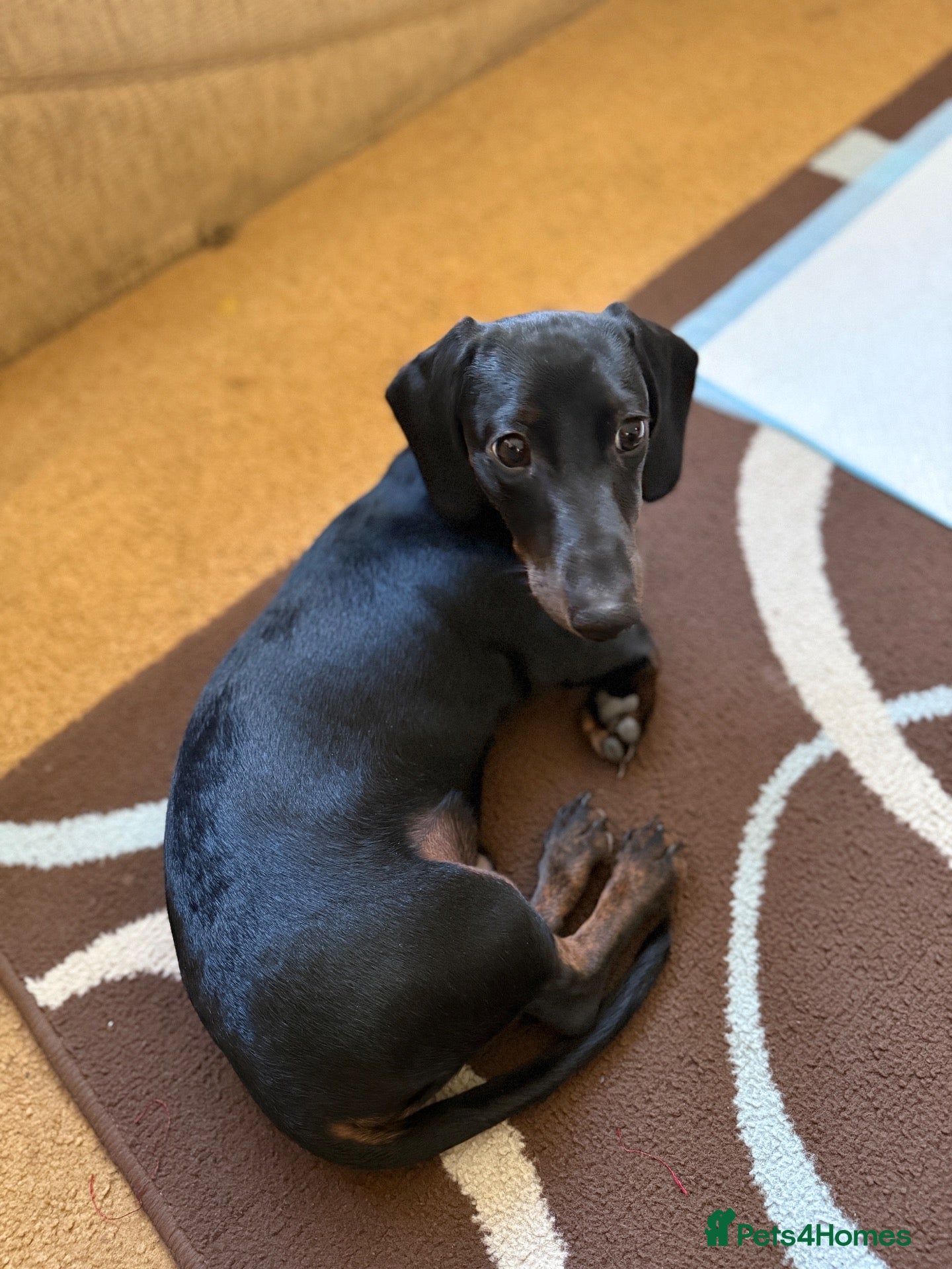 Dachshund dogs for sale: His name is Rolo, he is 18 months old - Advert 2