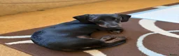 Dachshund dogs for sale: His name is Rolo, he is 18 months old in Porthmadog - Advert 1