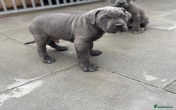 Cane Corso dogs for sale: Champion breed boodline cane corso  - Image 8