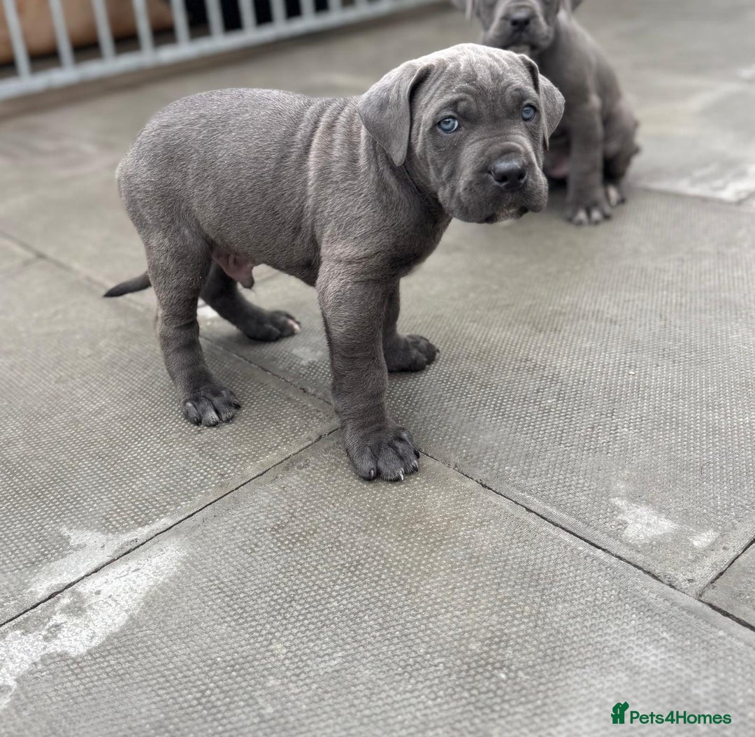 Cane Corso dogs for sale: Champion breed boodline cane corso  - Image 8
