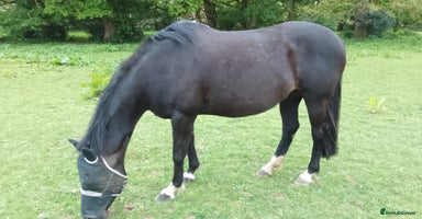 Irish Sports horses in Swadlincote - Advert 8