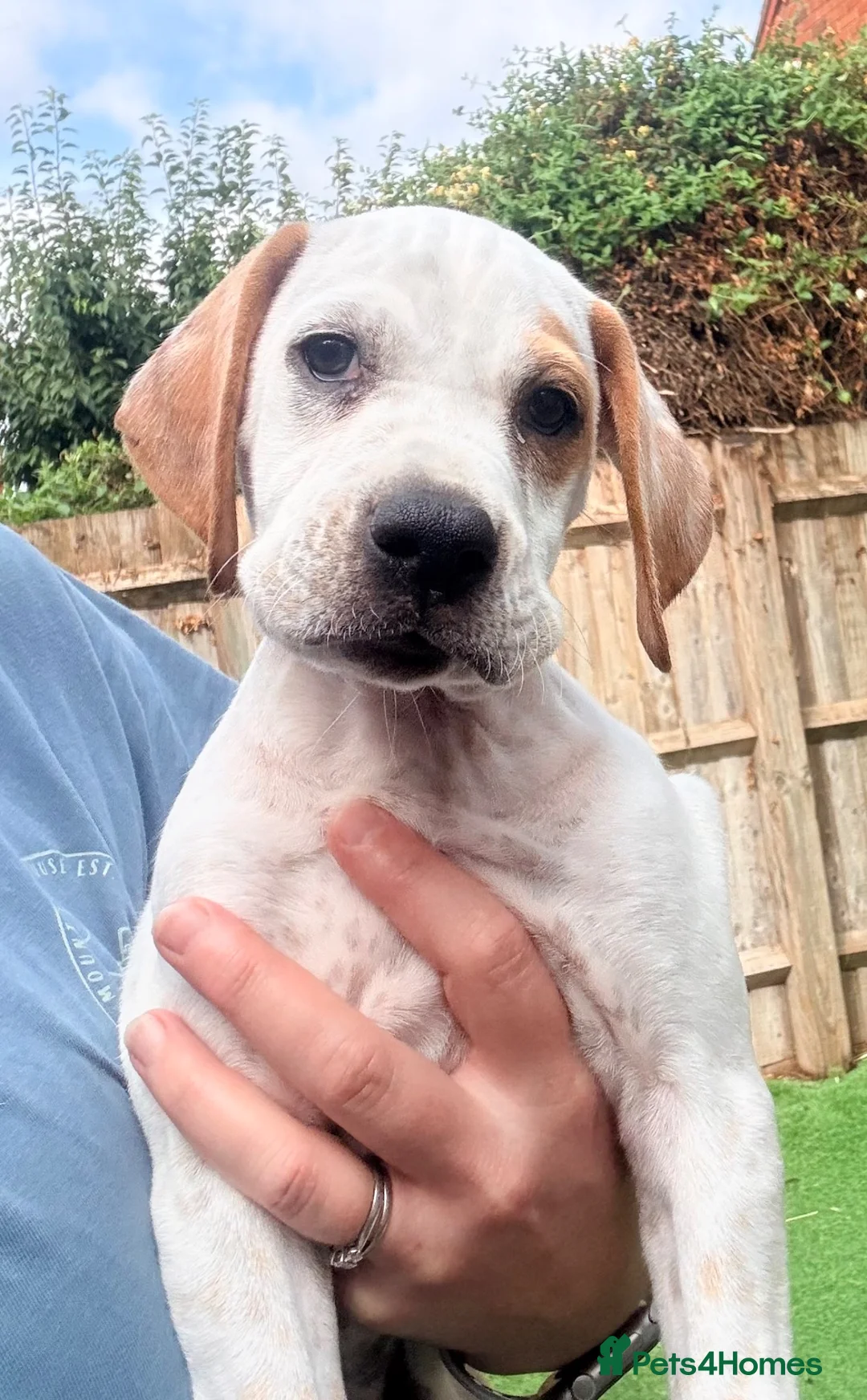 Pointer dogs for sale: Last gorgeous little boy looking for his new home - Advert 2