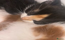 British Shorthair cats for sale: 4 Beautiful babies looking for there forever homes - Image 3