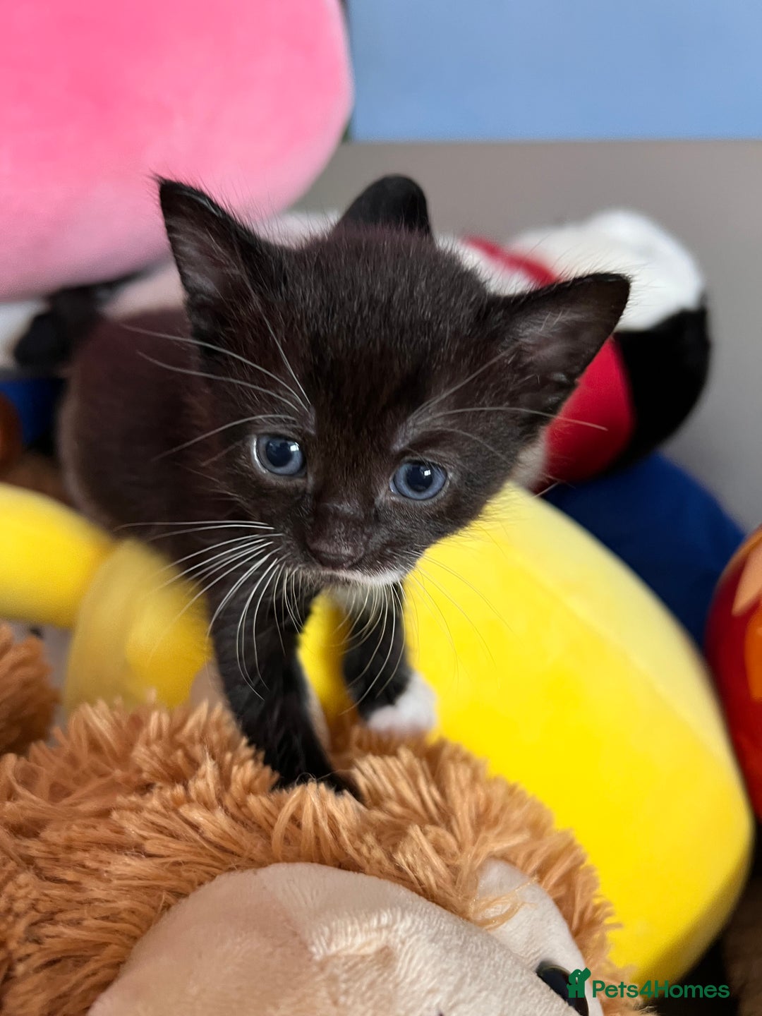 Mixed Breed cats for sale: Kittens for Sale £185 - Image 9