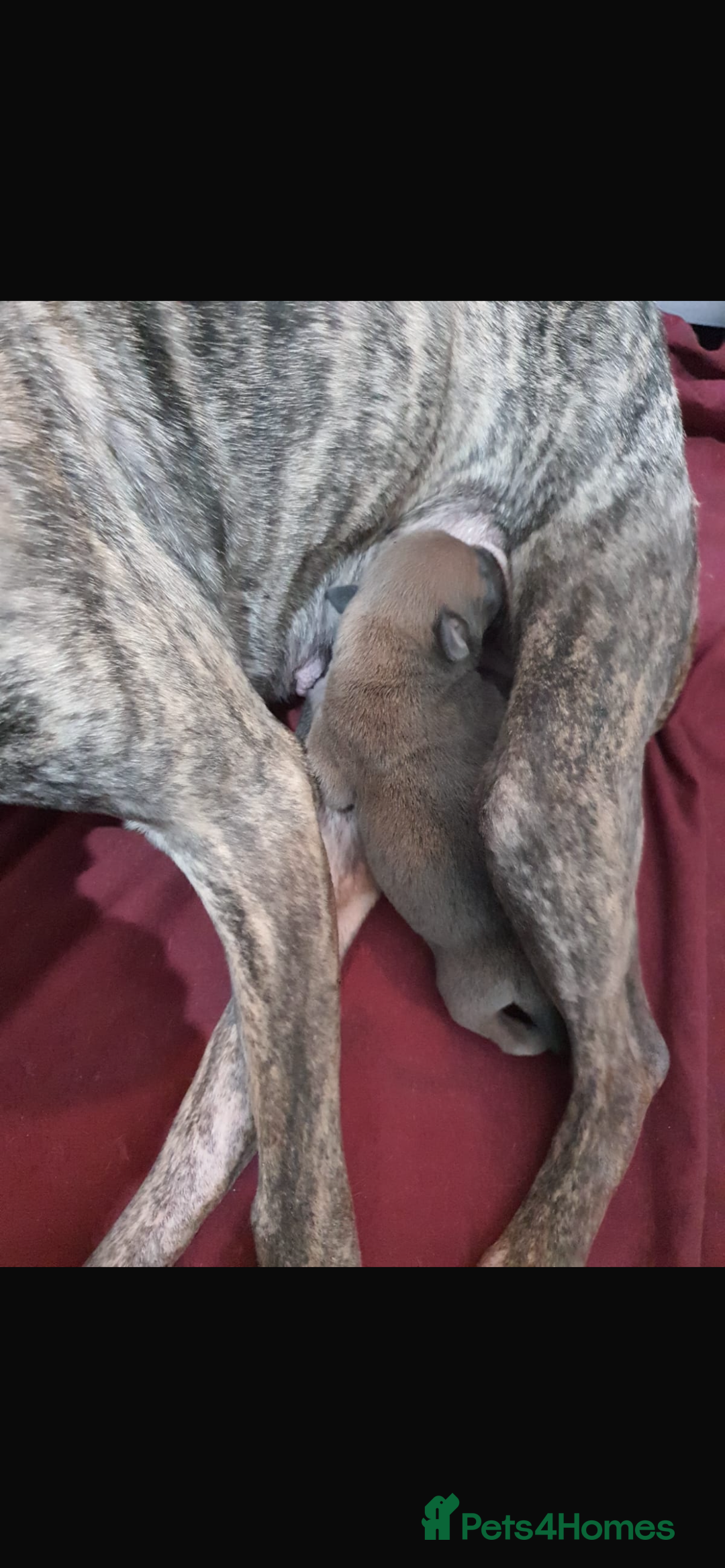 Mixed Breed dogs for sale: Female Puppy - collect today for £350 - Image 6