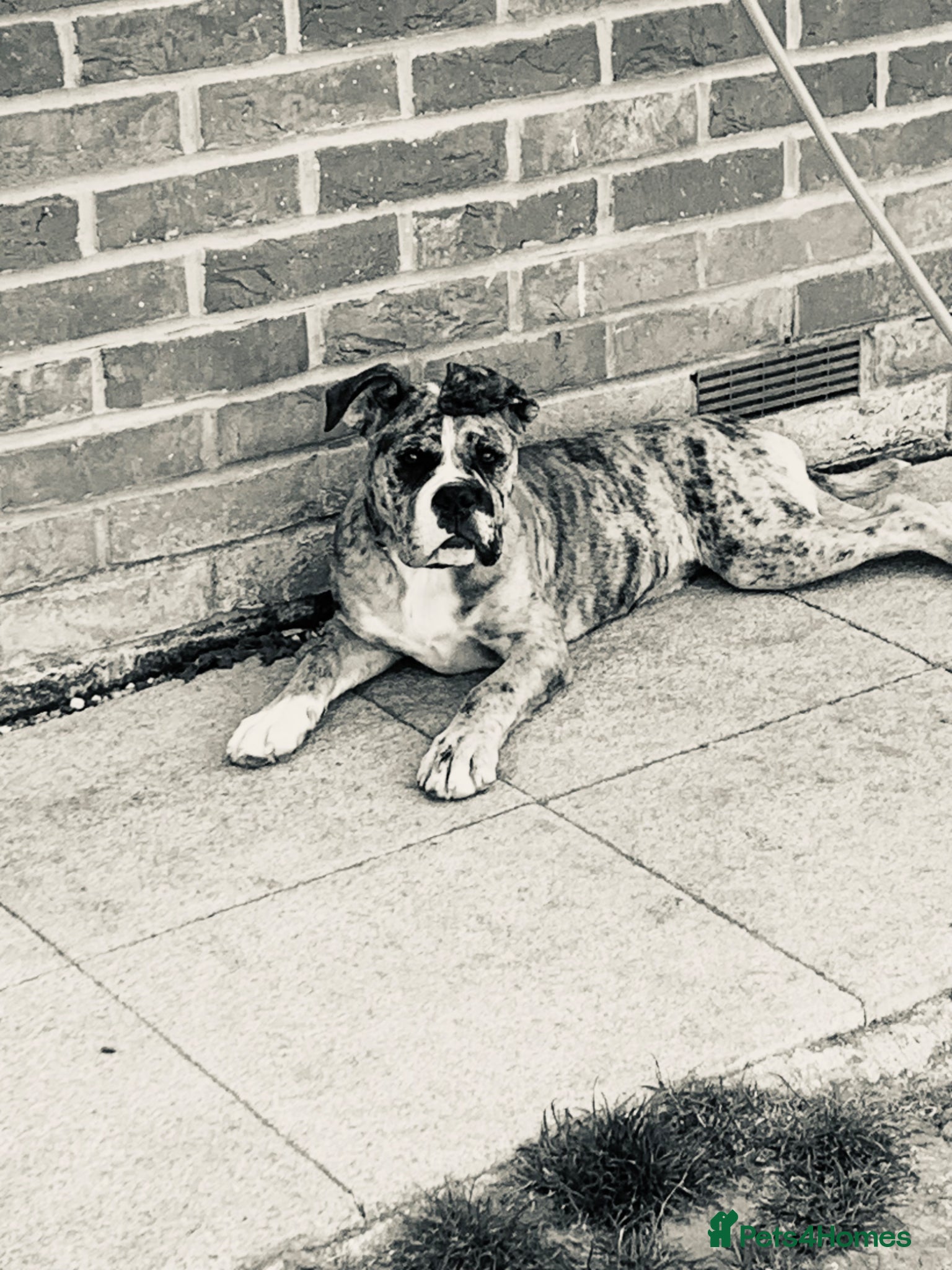 Old Tyme Bulldog dogs NEBBR REGISTERED old thyme English bulldog mya  - Advert 9