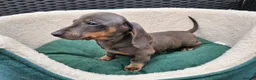 Dachshund dogs for sale: Super sweet Dachshund puppies - Advert 8