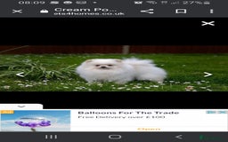 Pomeranian dogs for stud: Small stud - Image 5