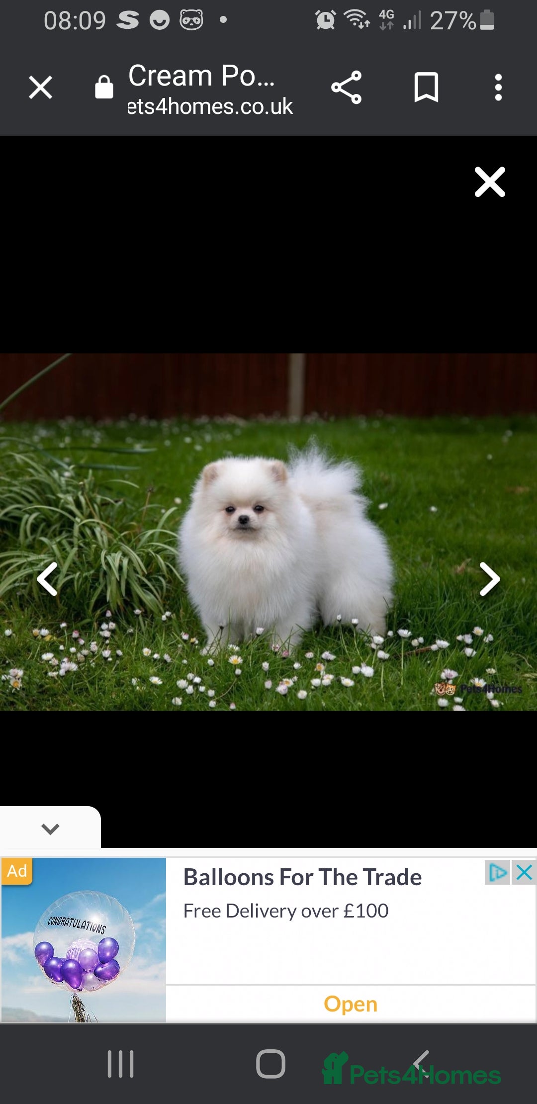 Pomeranian dogs for stud: Small stud - Image 5