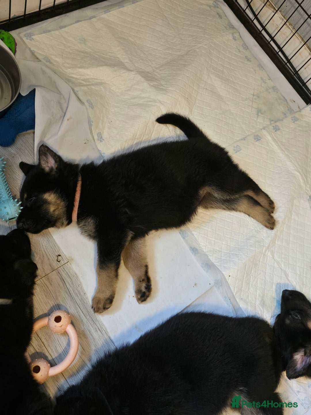 German Shepherd dogs for sale: German shepard pups - Image 23