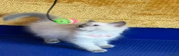 Ragdoll cats for sale: GCCF Сhampion Bloodline Ragdoll 5 GenPedigree 🏆🌟 - Advert 6