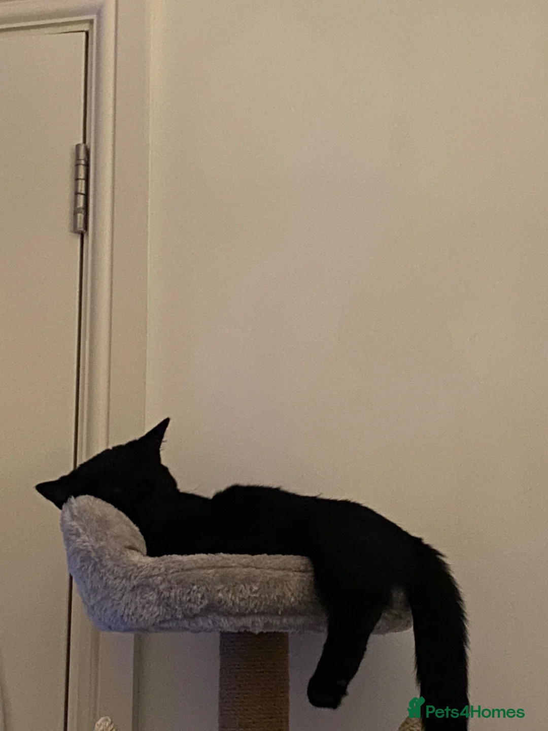 Mixed Breed cats for sale: Kitten  in Ellesmere Port - Advert 3