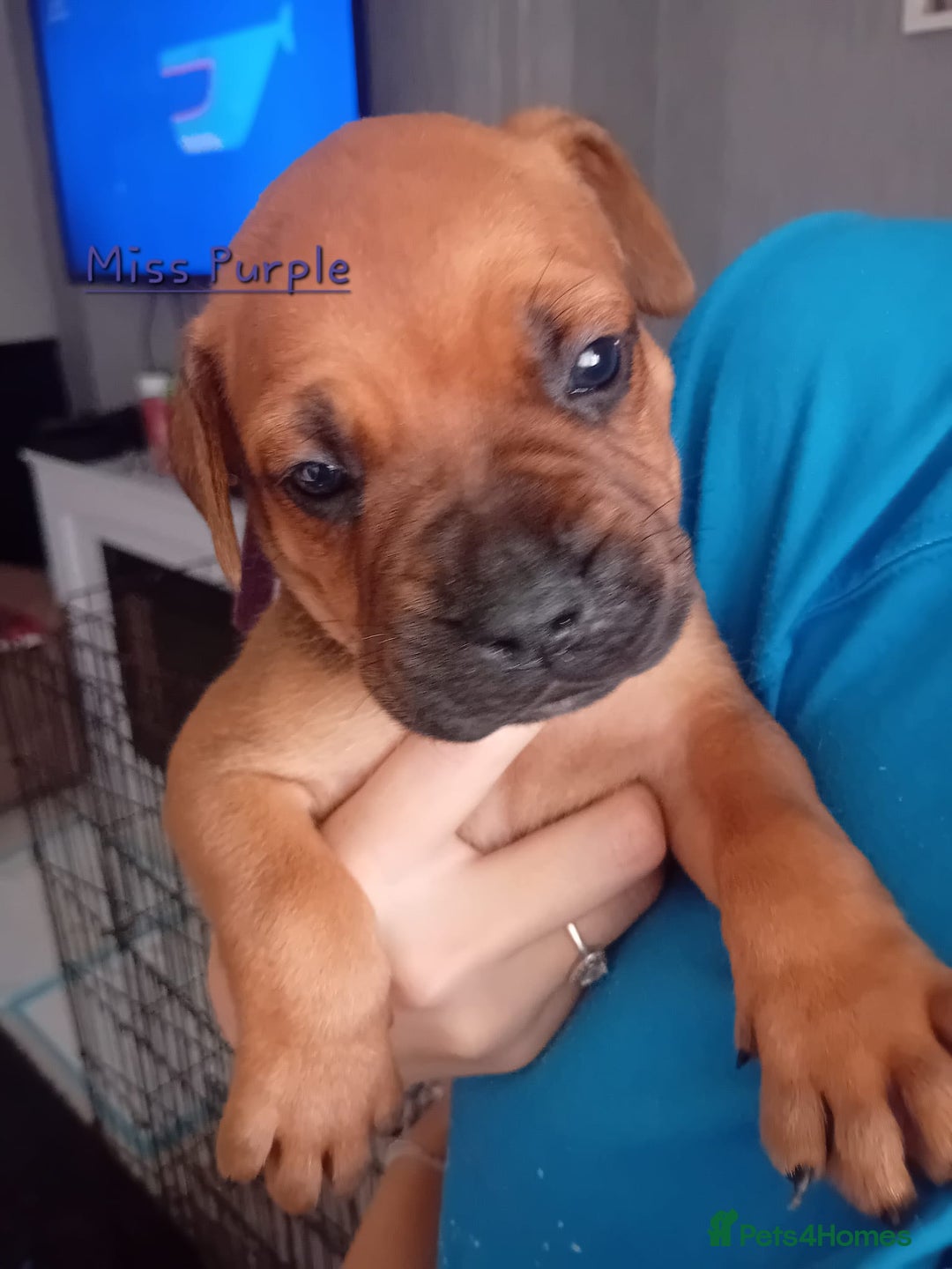 Mixed Breed dogs for sale: Bullmastiff X Puppies - Image 32