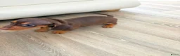 Dachshund dogs for sale: Dachsuand  - Advert 2