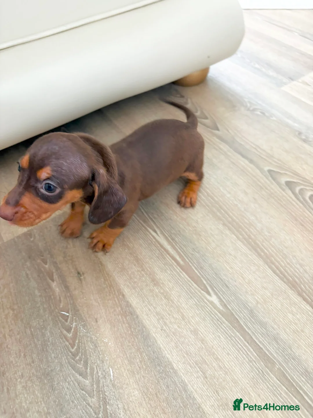 Dachshund dogs for sale: Dachsuand  - Advert 2
