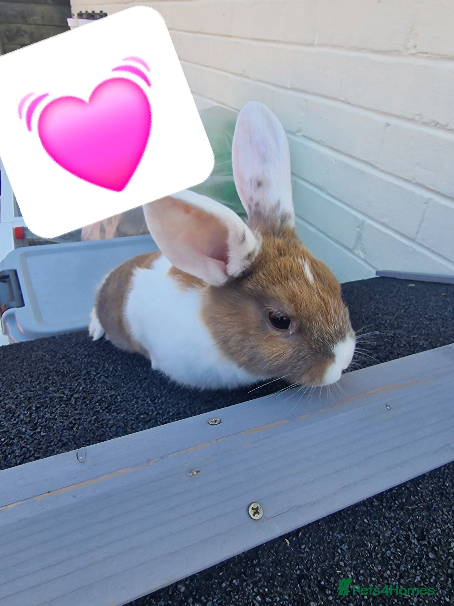 Mixed Breed rabbits Bunnies - lop/rex mix - Advert 15