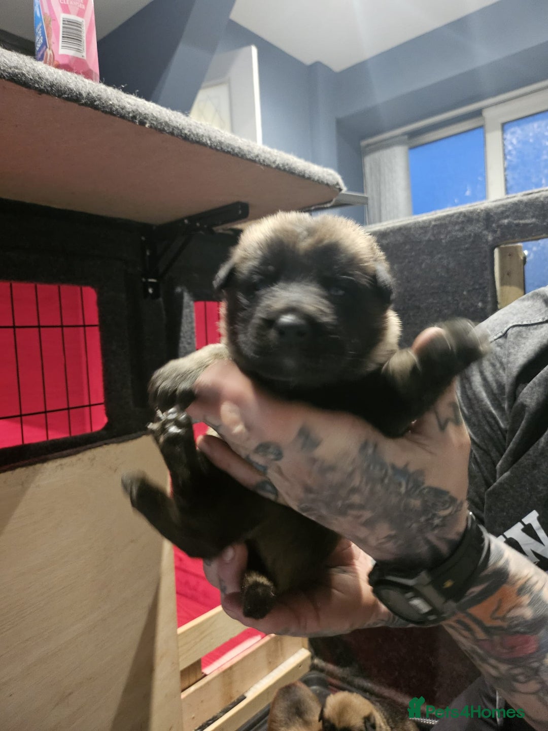 Belgian Shepherd Dog dogs for sale: Belgian Malinois Puppies for Sale 9 available - Advert 3