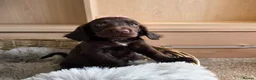 Cocker Spaniel dogs for sale: Working Type Cocker Spaniels - Advert 23