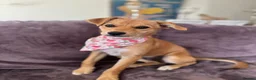 Mixed Breed dogs for adoption: Tranquil Trudie - Advert 6