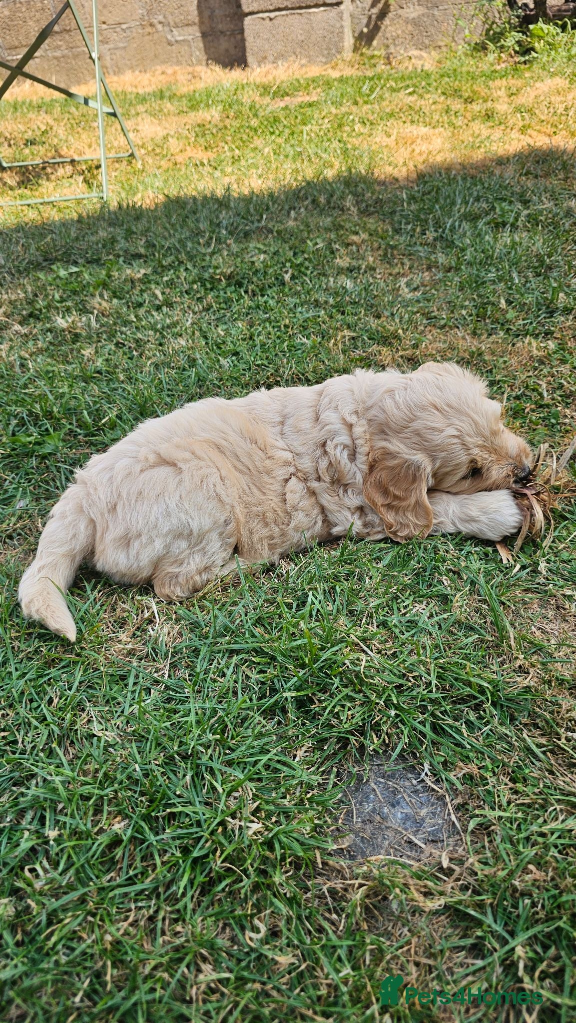 Mini Goldendoodle dogs Last Beautiful Mini Goldendoodle girl available - Advert 2