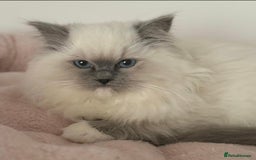 Ragdoll cats for sale: Amazing Ragdoll Babies - Image 13