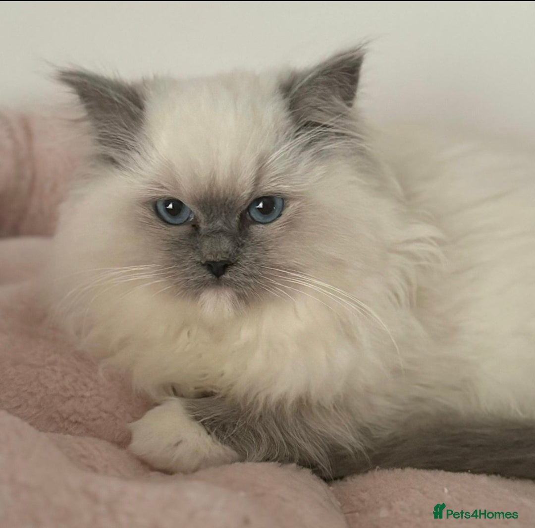 Ragdoll cats for sale: Amazing Ragdoll Babies - Image 13