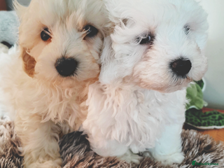 Maltipoo dogs F1 HEALTH TESTED QUALITY TOY MALTIPOO PUPPIES - Advert 17