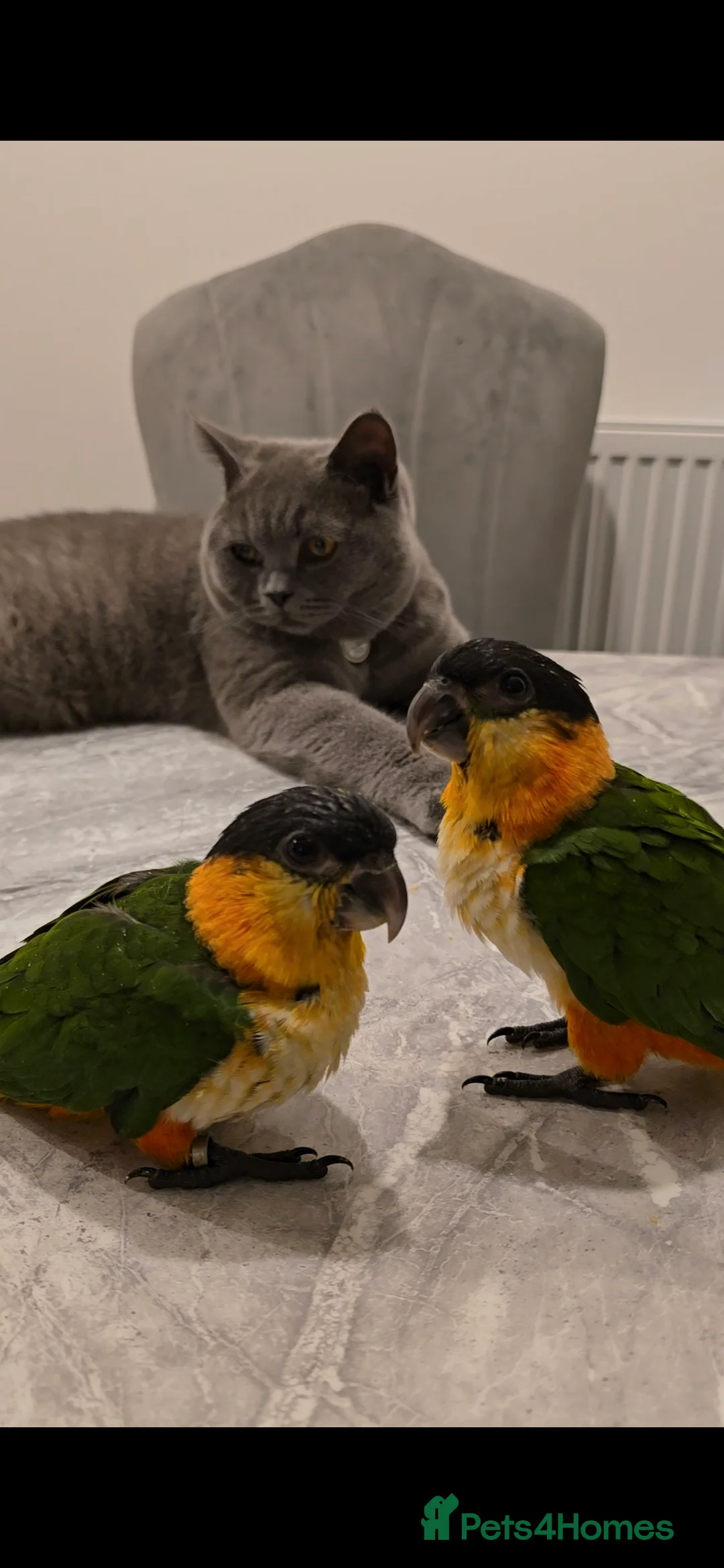 Parrots birds for sale: black headed Caiques hand reared babies  - Advert 4