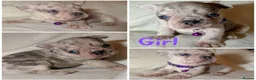 French Bulldog dogs for sale: Reduced to £1250. 1 boy 2 girls left - Advert 35