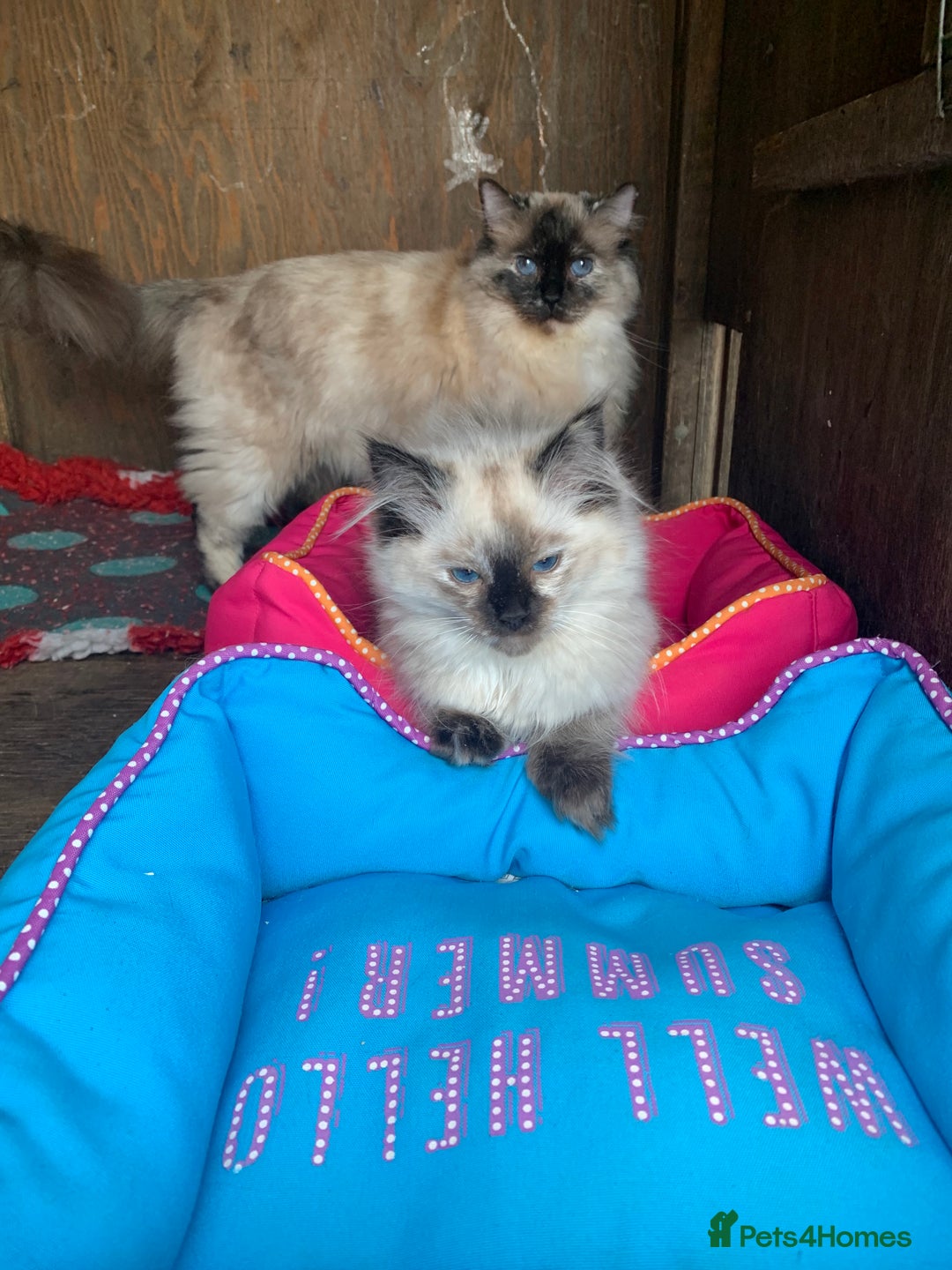 Ragdoll cats for sale: Ragdoll  - Image 6