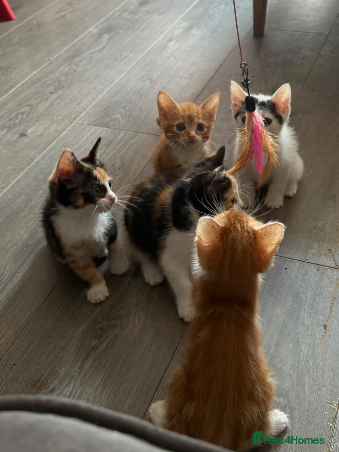 Mixed Breed cats for sale: 5 beautiful kittens - Advert 2