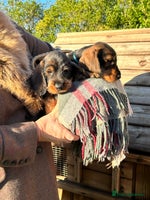 Dachshund dogs Dual Purpose Standard Wirehaired Dachshund(Teckel) - Advert 1