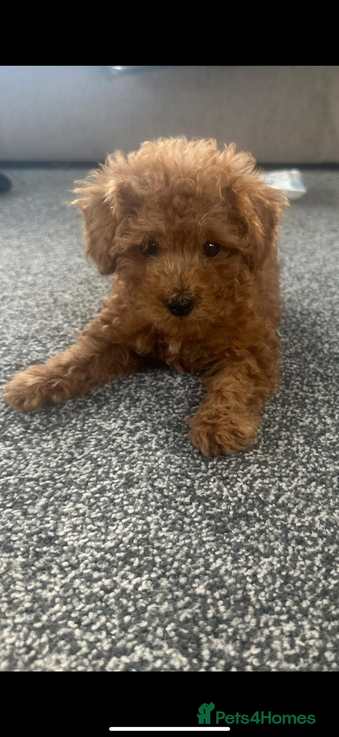 Maltipoo dogs for sale: Maitlpoo  - Advert 13
