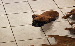 Boxer dogs for sale: BOXER PUPPIES FOR SALE  - Image 24