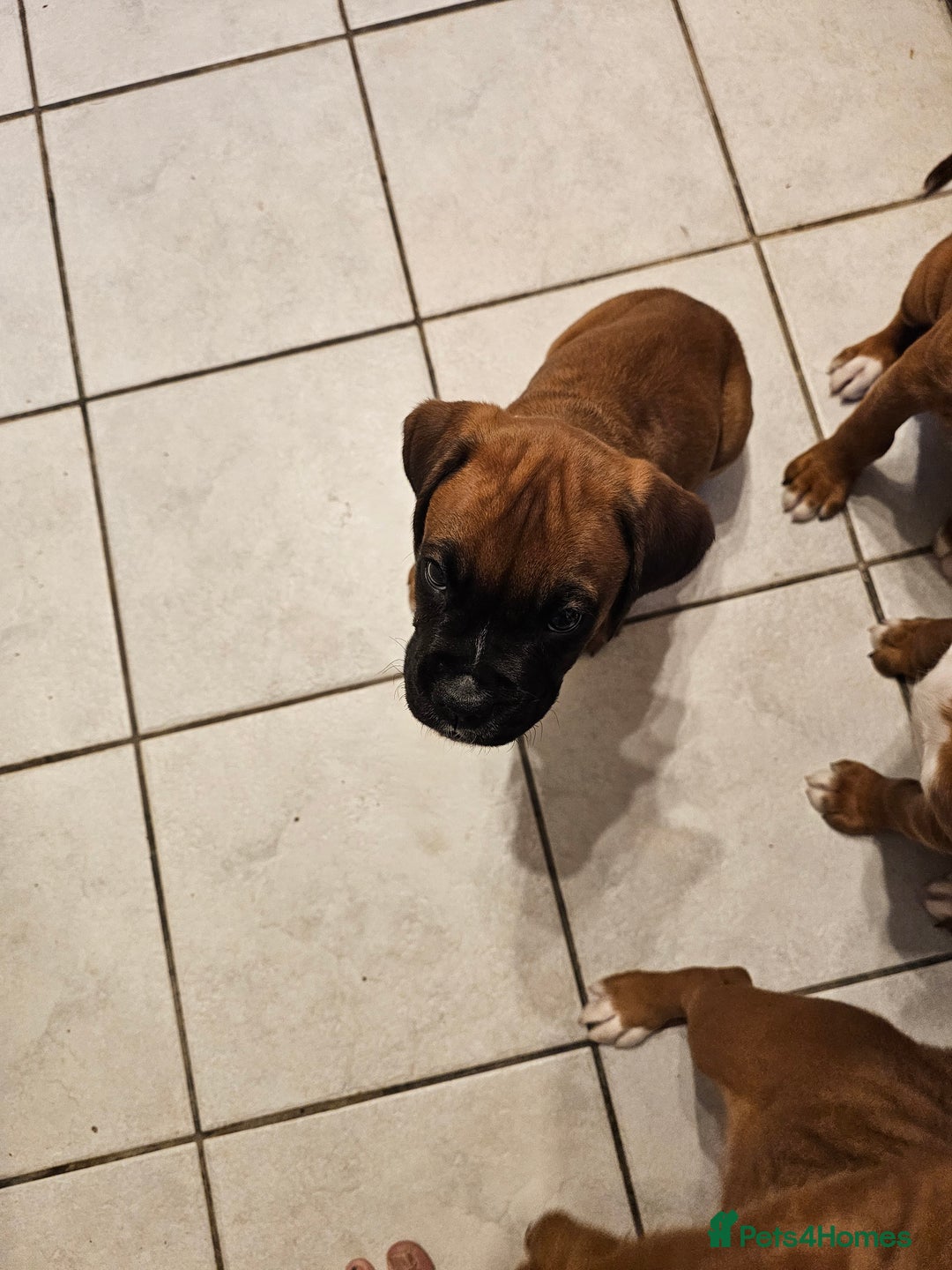 Boxer dogs for sale: BOXER PUPPIES FOR SALE  - Image 24