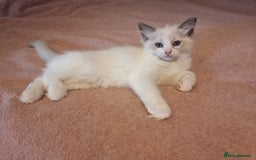 Ragdoll cats for sale: Beautiful ragdolls   - Image 5