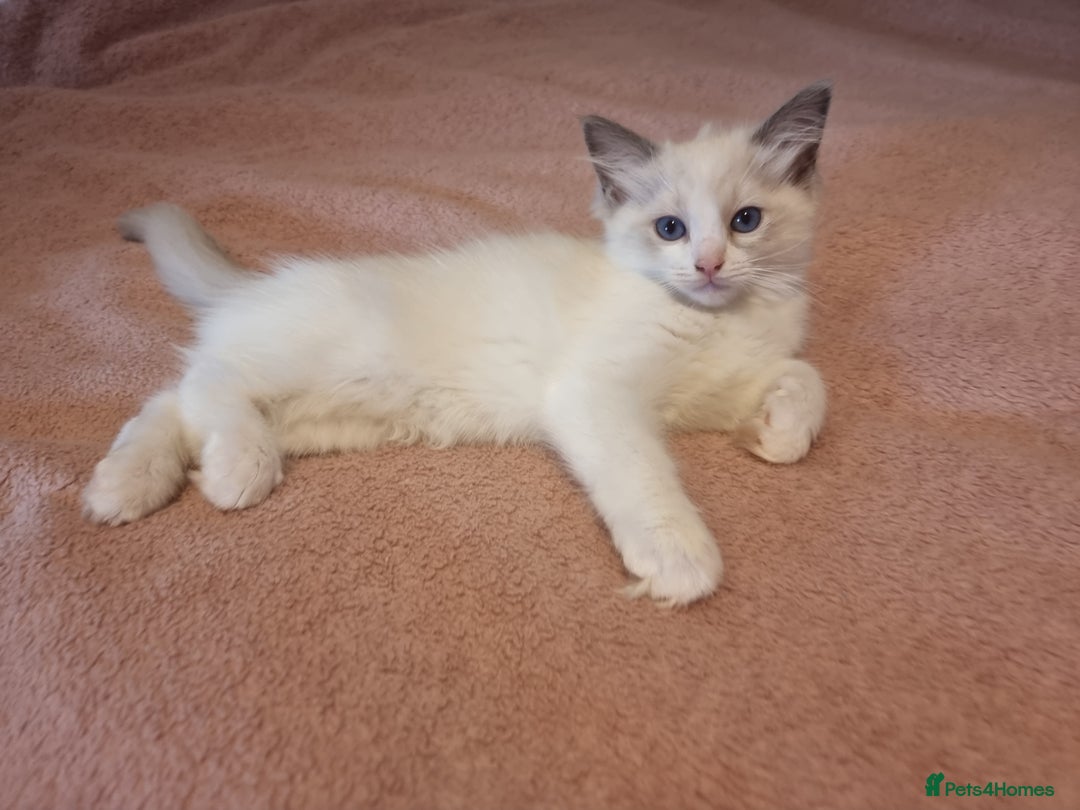 Ragdoll cats for sale: Beautiful ragdolls   - Image 5