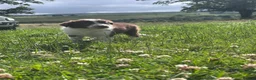 Border Collie dogs for sale: Border Collie Puppies - Advert 18