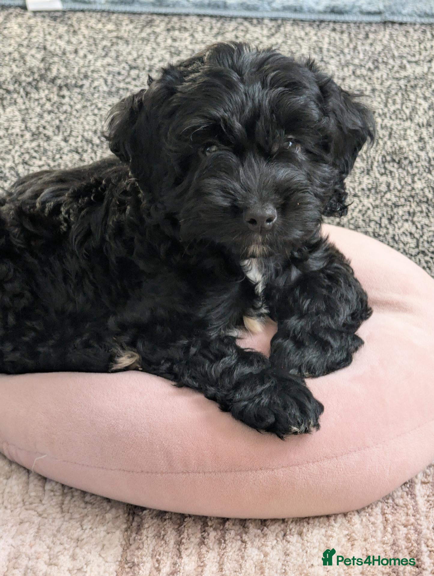 Cockapoo dogs for sale: Cockerpoo puppies  - Advert 2