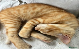 Domestic Shorthair cats for sale: Kittens 4 sale - Image 10