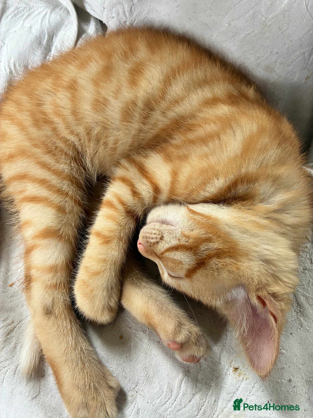 Domestic Shorthair cats for sale: Kittens 4 sale - Image 10