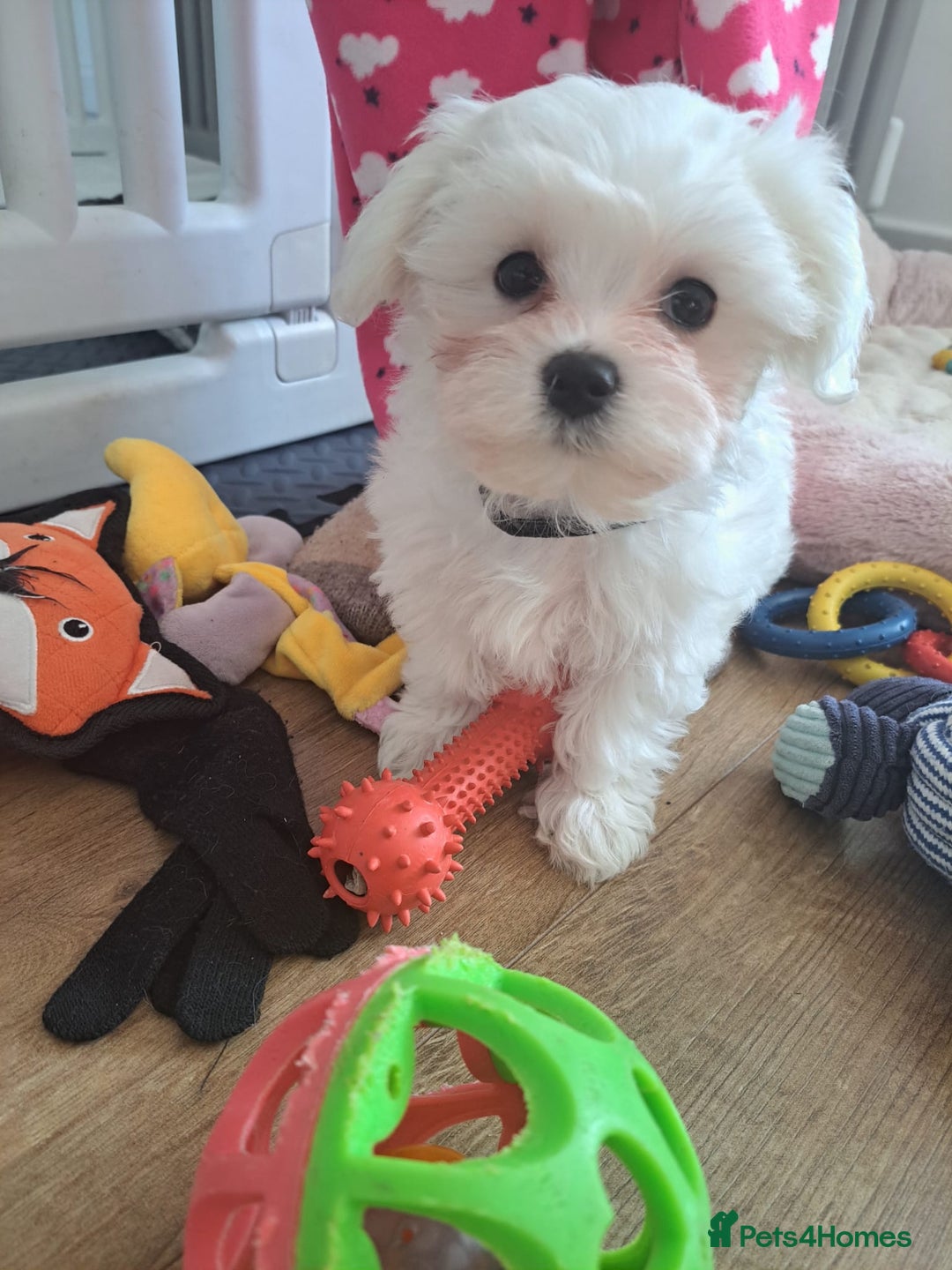 Maltese dogs for sale: Adorable Maltese Puppies For Sale❤️ - Image 11