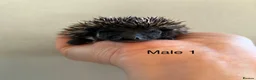 Pygmy Hedgehog rodents for sale: Gorgeous litter for Sale!  - Advert 8