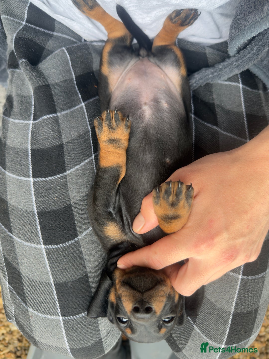 Dachshund dogs for sale: Dachshunds One male and one female black/tan  in Basildon - Image 4