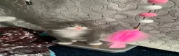 Mixed Breed cats for sale: Beautiful kittens looking for loving home. - Advert 12